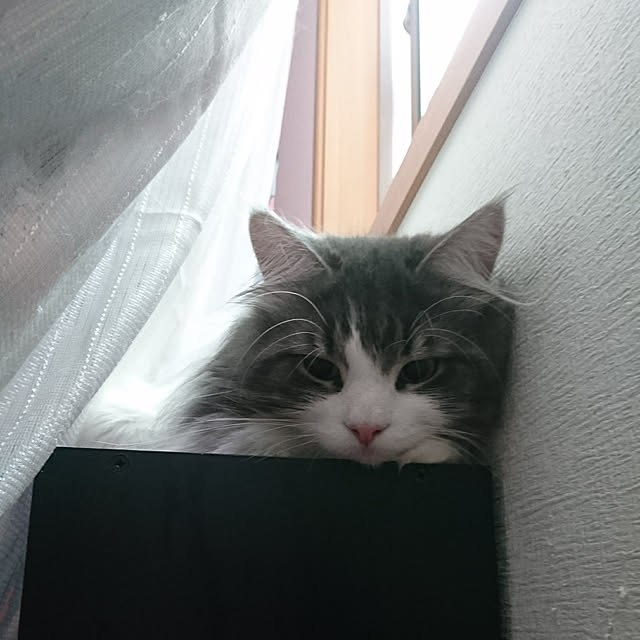 shinobuさんの実例写真