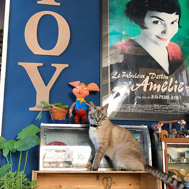 TOYTOYさんの実例写真