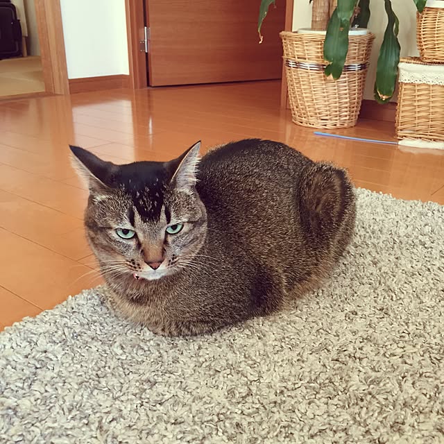 midumamaさんの実例写真