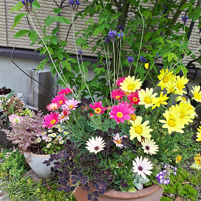 min_nimさんの実例写真