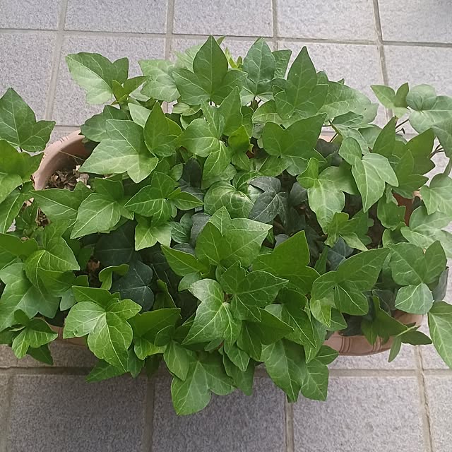 tuushiさんの実例写真