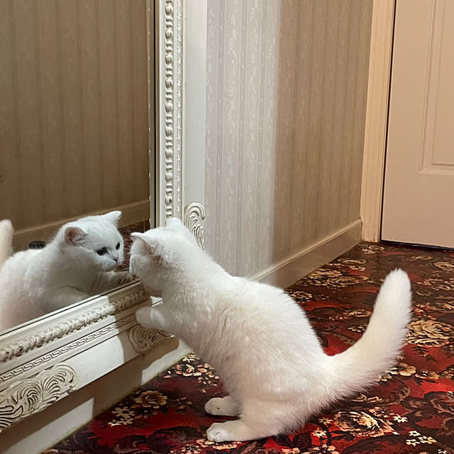 AYUKOさんの実例写真