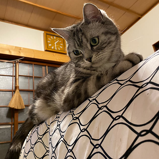 猫と暮らす家/部屋全体のインテリア実例 - 2022-10-09 20:10:39
