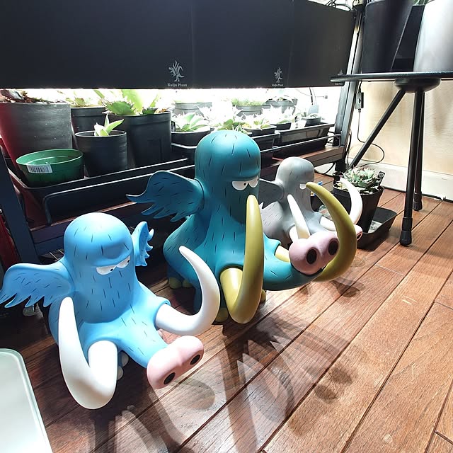 tropical_happy_lifeさんの部屋