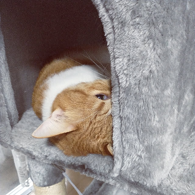 suisaiさんの実例写真