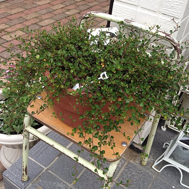 sumireさんの実例写真