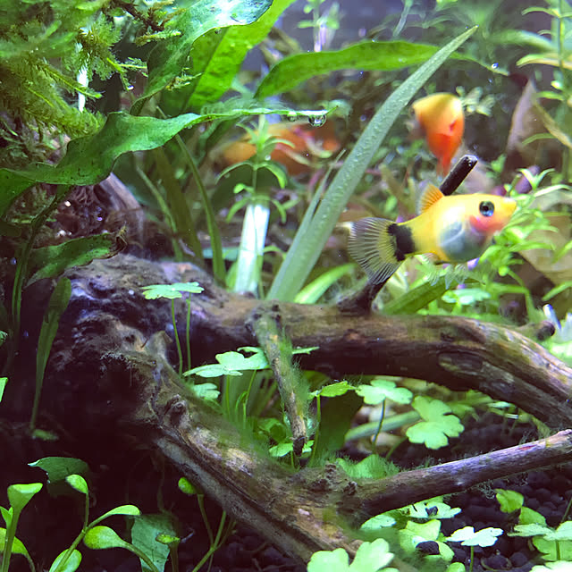 実例写真