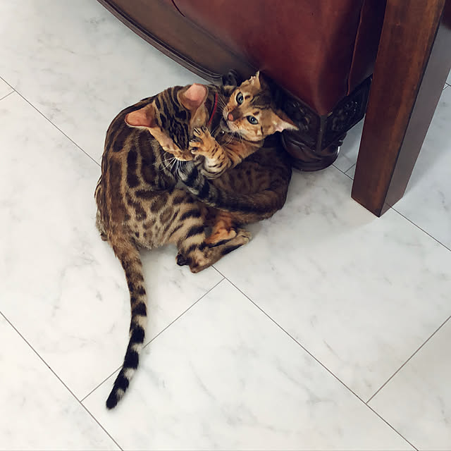 iranさんの実例写真