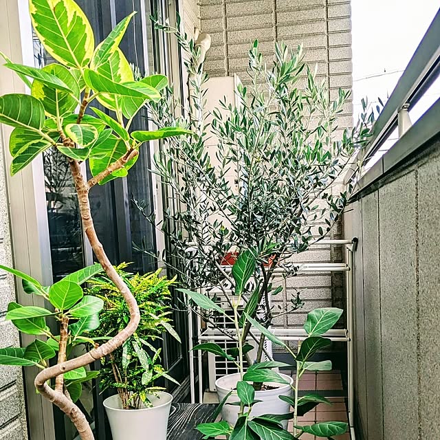 honohasuさんの部屋