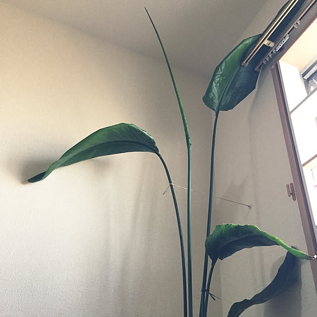cloverさんの実例写真