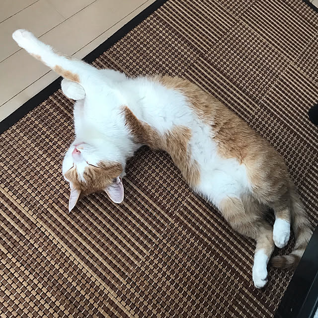 Toyomiさんの実例写真