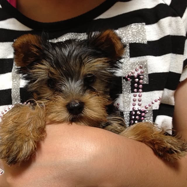 mayuoさんの実例写真