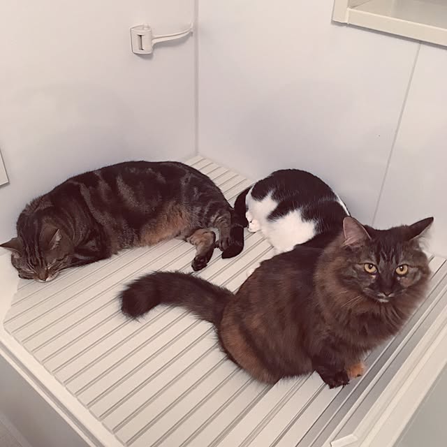 mikomaruさんの実例写真