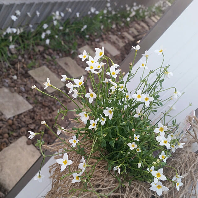 nia1213さんの実例写真