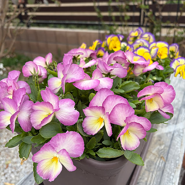 ronronさんの実例写真