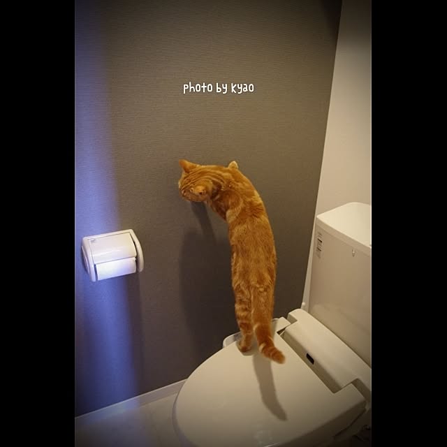kyaoさんの実例写真