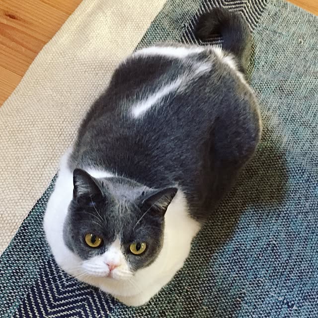 mohayaeteさんの実例写真