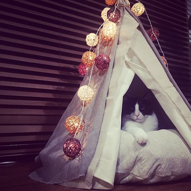 katsuwobushiさんの実例写真