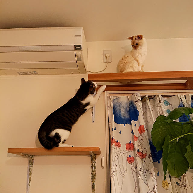 Gomaさんの実例写真