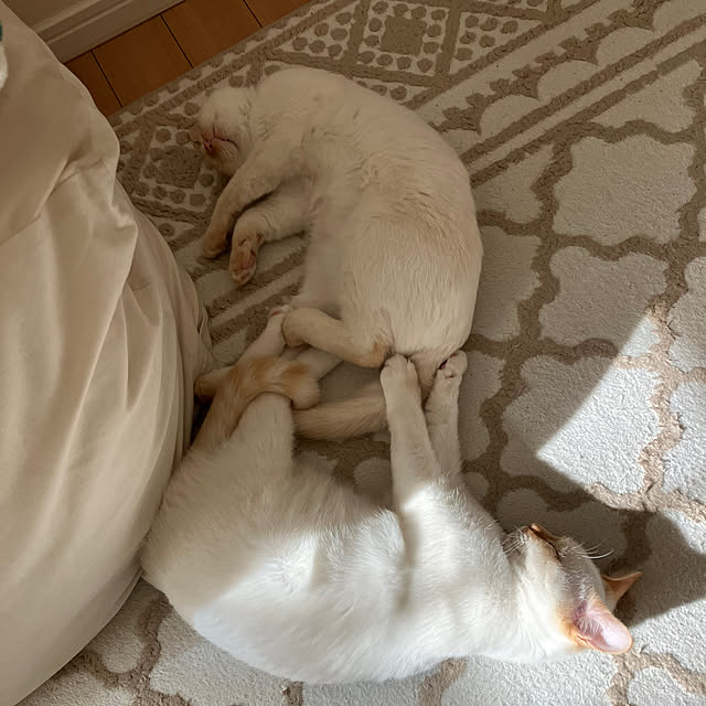 YUKIFUKUさんの実例写真