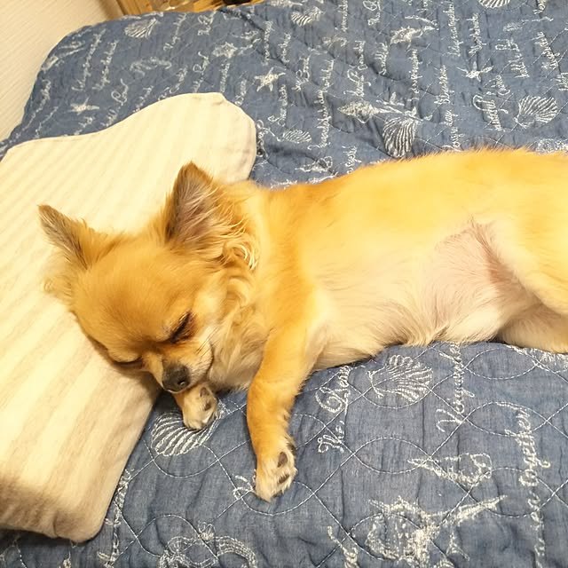 kojikojiさんの実例写真