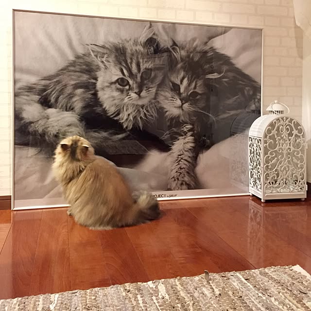 butachanさんの実例写真