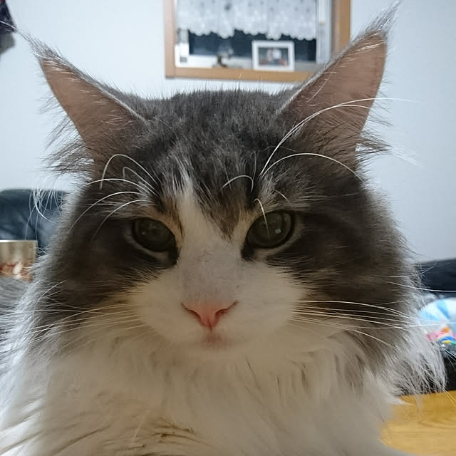 shinobuさんの実例写真