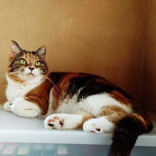yukieさんの実例写真