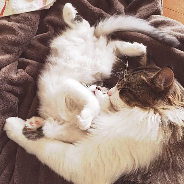 neco7さんの実例写真