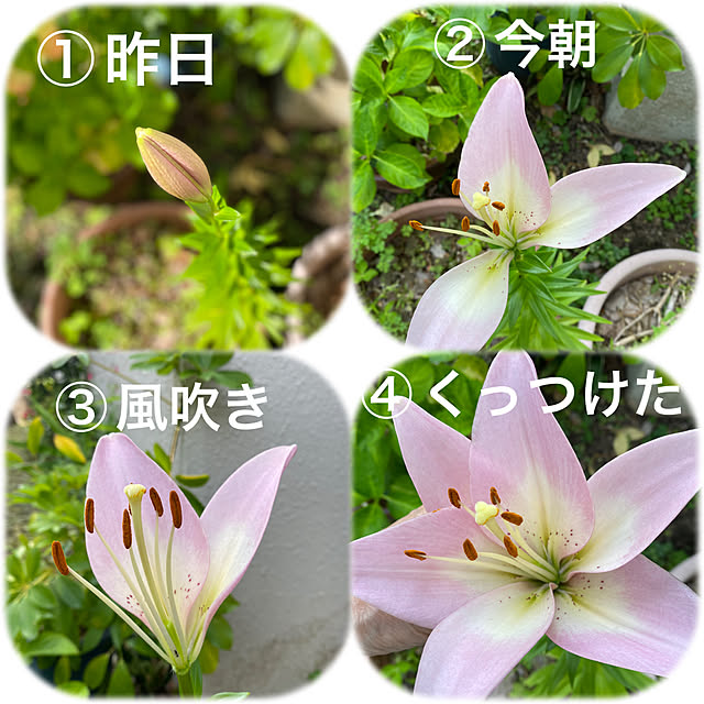mamiさんの実例写真