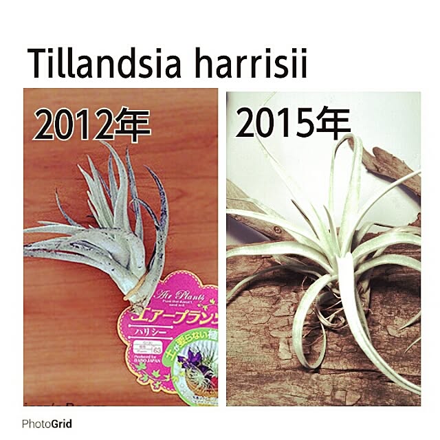 Plantexhibitionhallさんの実例写真