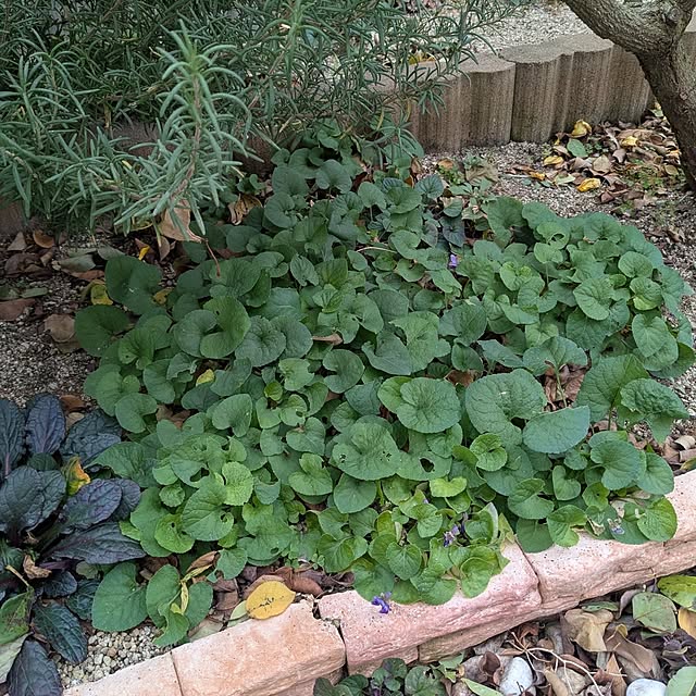 machikomamaさんの部屋