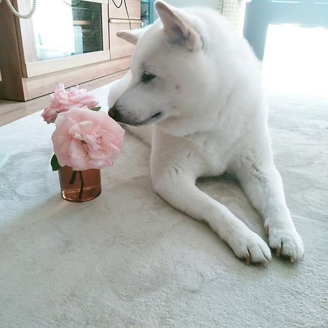 yukinkoさんの実例写真