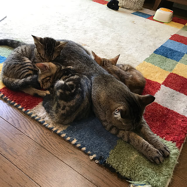 pepeさんの実例写真