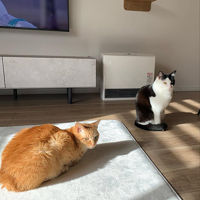 neko_daisukiさんの実例写真