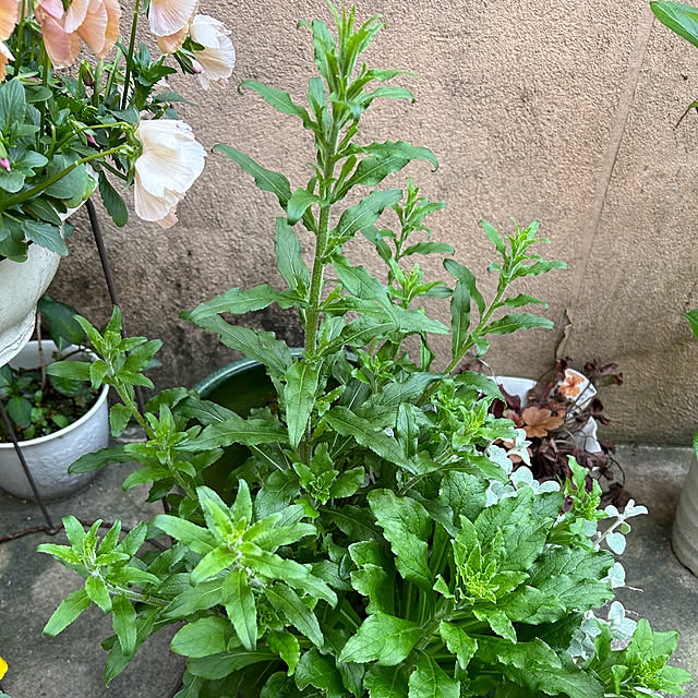 fumikoiさんの部屋
