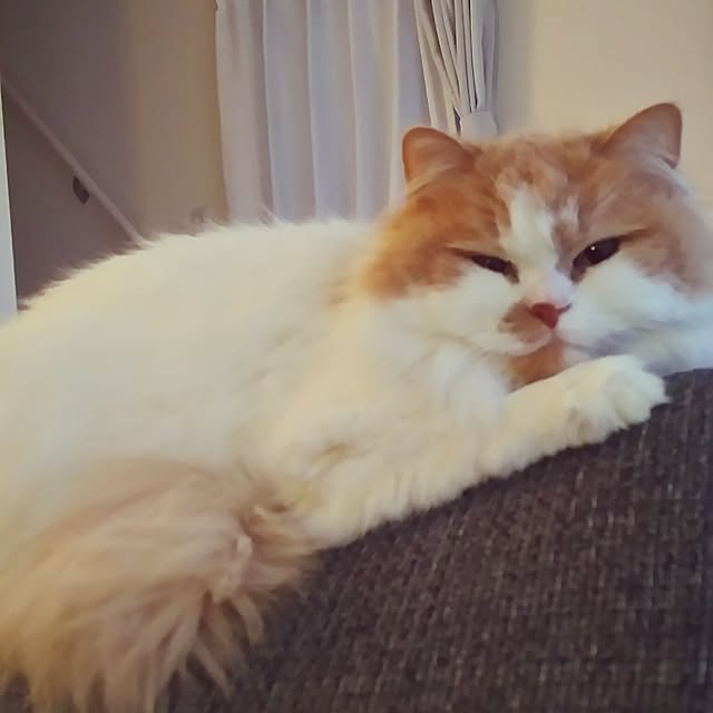 nonkoさんの実例写真