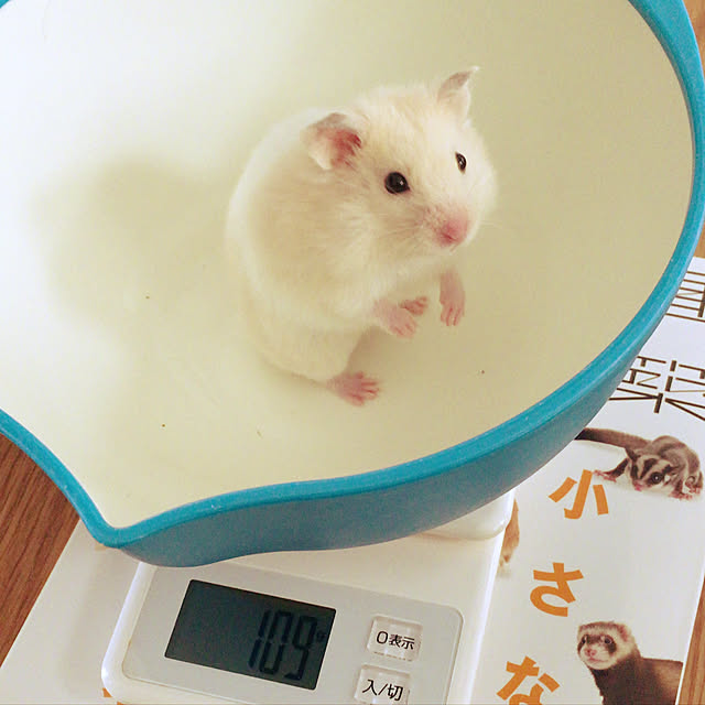 sh1tosaさんの実例写真