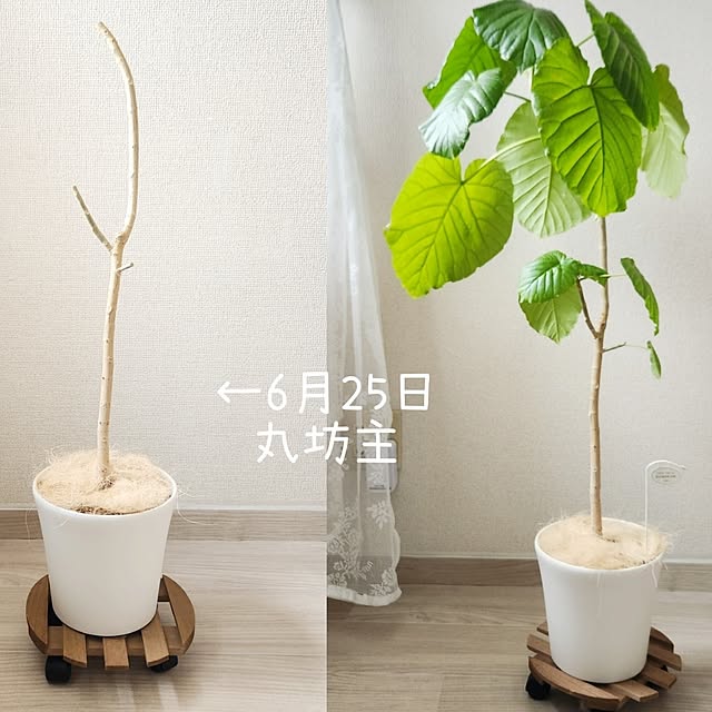 pinonさんの部屋