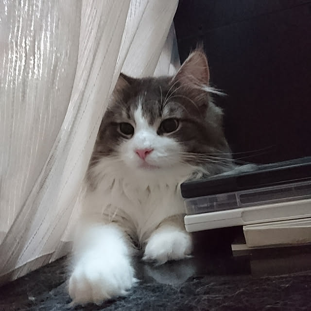 shinobuさんの実例写真