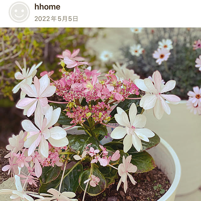 hhomeさんの部屋