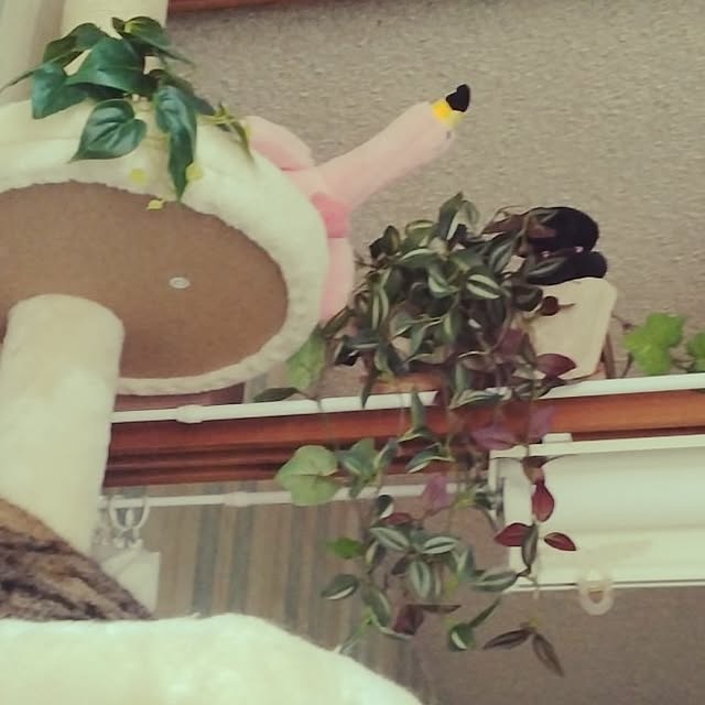 runaさんの実例写真