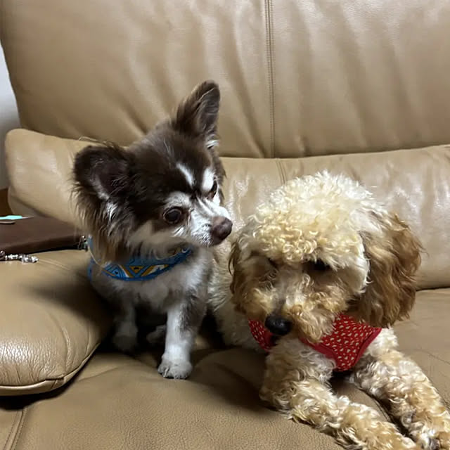 chIoeさんの部屋