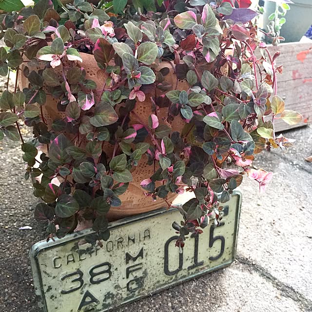 bibianさんの実例写真