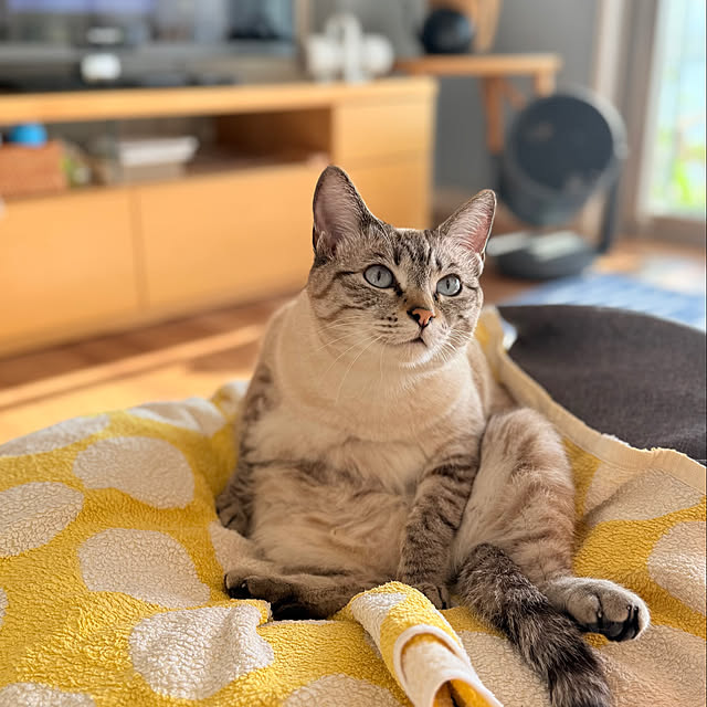 amさんの実例写真