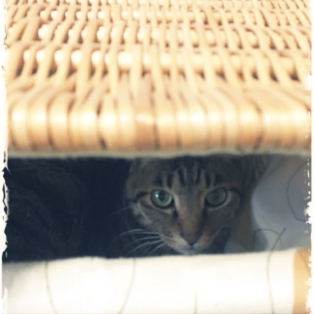 shigimiさんの実例写真