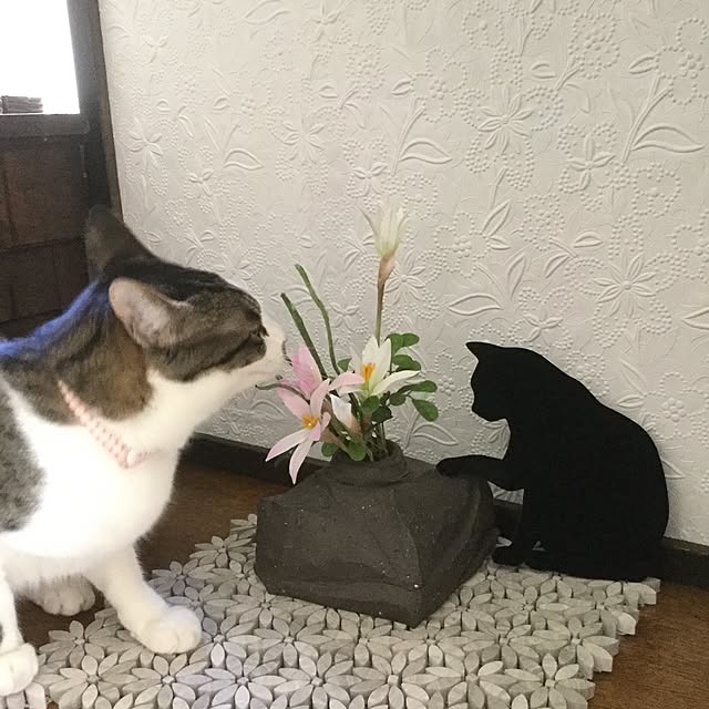 popoさんの実例写真