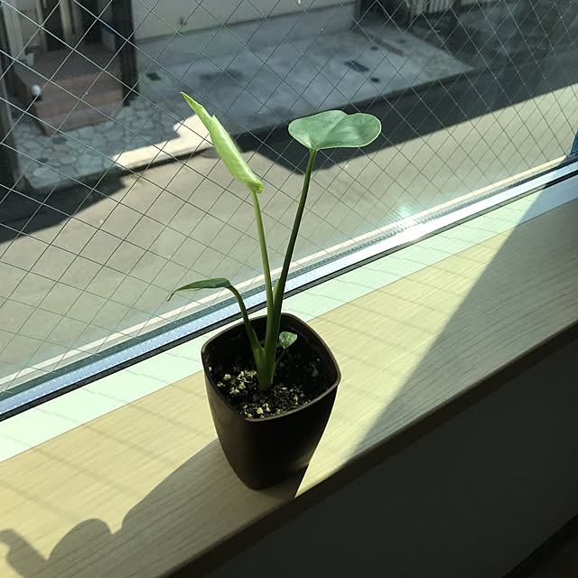 yasuoさんの実例写真