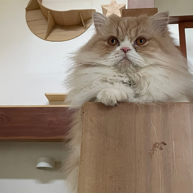 COCOさんの実例写真