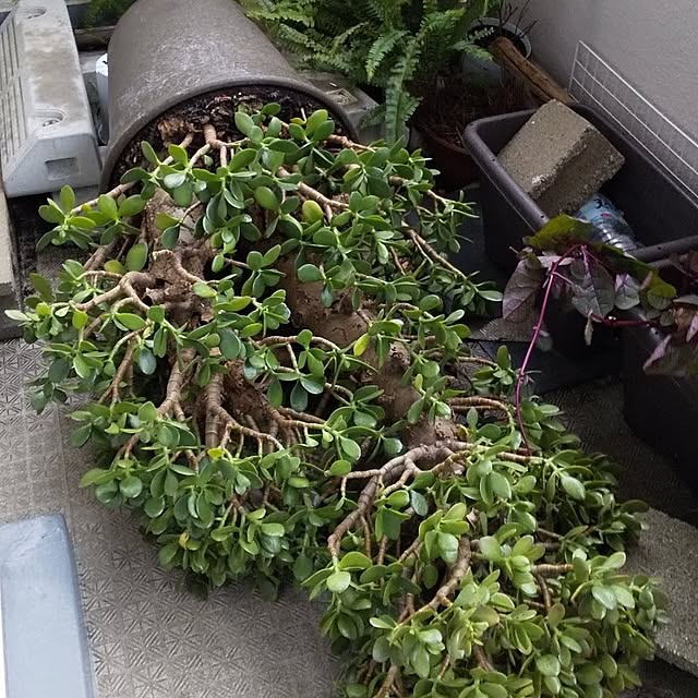 otibi.tt8787さんの部屋